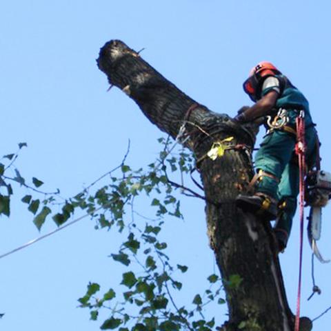 Arboristika, rizikové kácení stromů, HronovArboristické práce