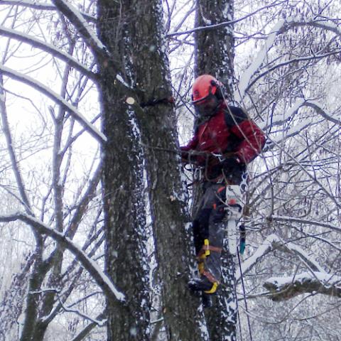 Arboristické práce, rizikové kácení stromů - Ruprechtice
