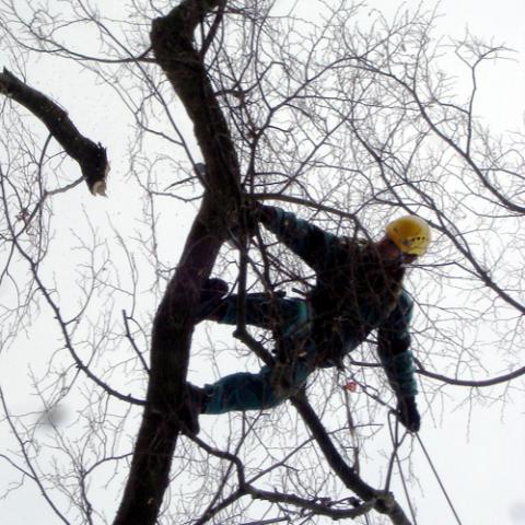 Arboristické práce, zdravotní řez stromu, Česká Rybná