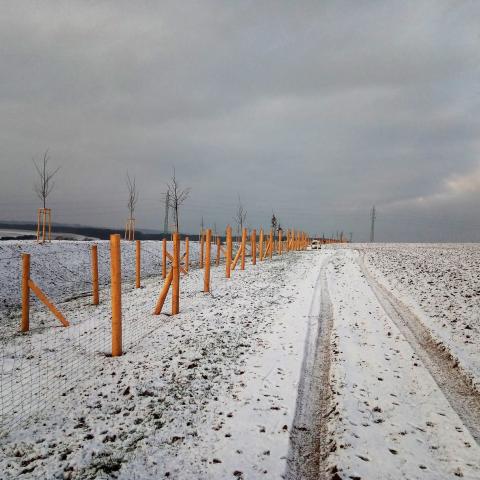 Krajinářské úpravy - protierozní opatření, oplocenky, výsadba stromků - Dubenec 2
