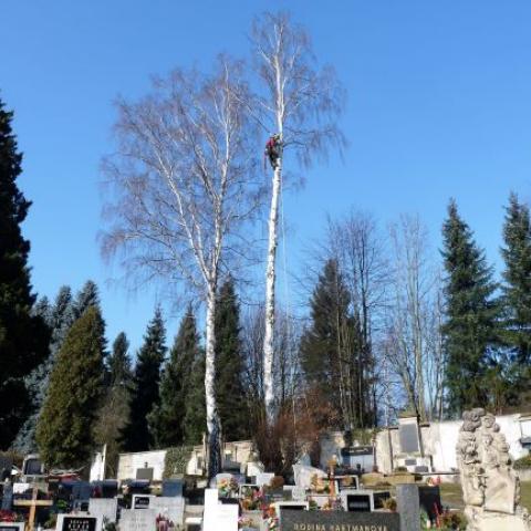 Arboristika, rizikové kácení stromů, Náchod - hřbitov 3