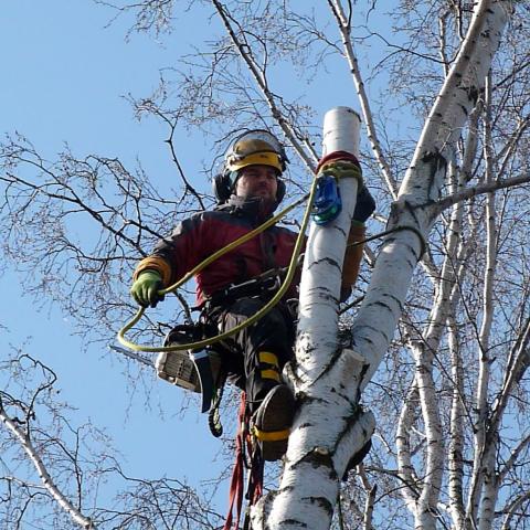 Arboristika, rizikové kácení stromů, Náchod