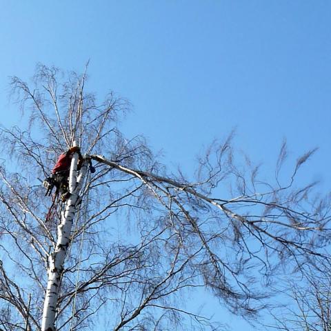 Arboristika, rizikové kácení stromů, Náchod - hřbitov