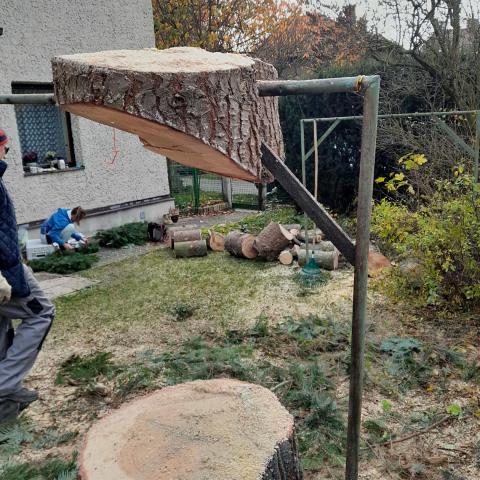 Kácení lípa Nové Město nad. Metují