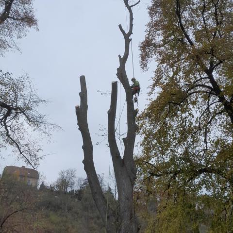 Kácení Nové Město nad. Metují