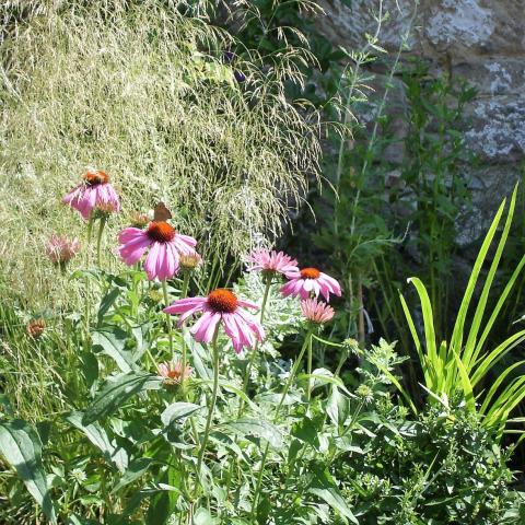 Zahradní úprava - výsadba trvalek (Echinacea)
