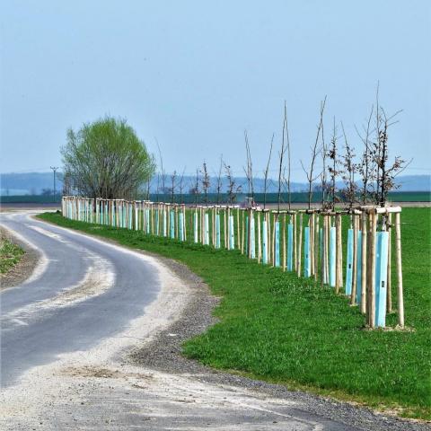 Krajinářské úpravy - výsadba stromů - javory