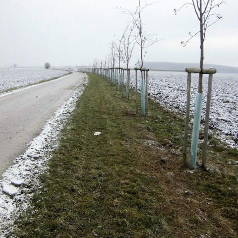 Výsadba stromů u polní cesty - Jičínsko